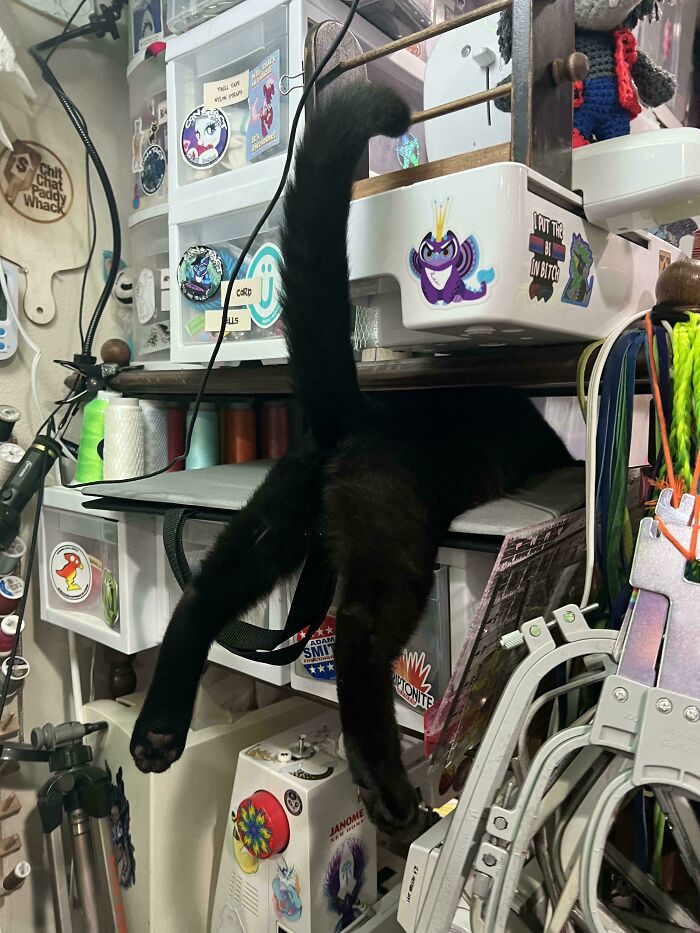 Black kitty lounging upside down on cluttered craft room shelves with colorful stickers and sewing supplies nearby.