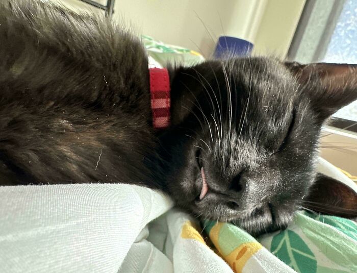 Sleeping adorable black kitty with a red collar resting peacefully on colorful bedding indoors.