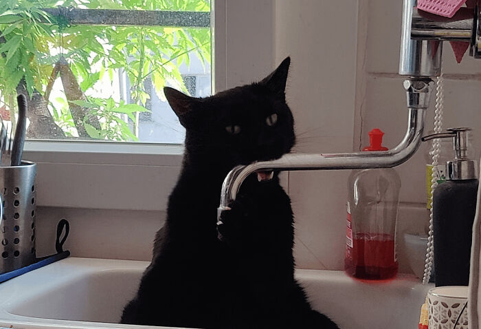 Black kitty sitting in a sink, playfully biting a silver faucet near a window with green leaves outside.
