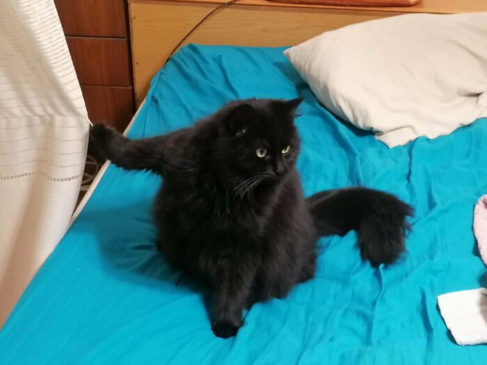 Fluffy black kitty sitting on a bright blue bedspread, looking alert and calm in a cozy bedroom setting