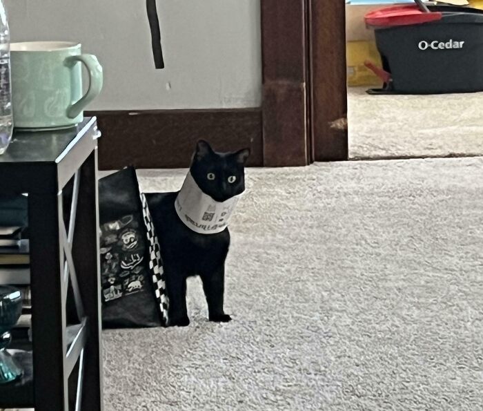 Black kitty with wide eyes peeking out from a black-and-white patterned bag on a carpeted floor.