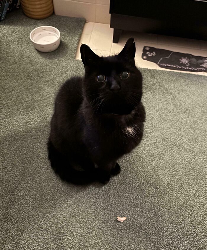 Black kitty with shiny fur sitting on a green carpet near a white food bowl and black furniture in a cozy room.
