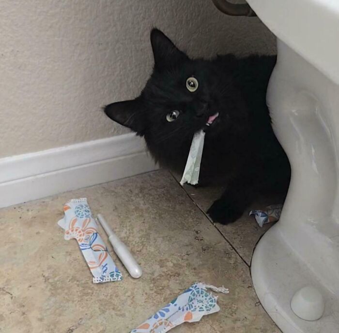 Black kitty hiding by the toilet, playing with torn tampon wrappers, showcasing adorable mischief and charm indoors.