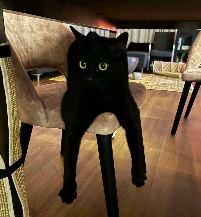 Black kitty with wide eyes lounging on a beige chair, showcasing adorable charm and affectionate nature indoors.