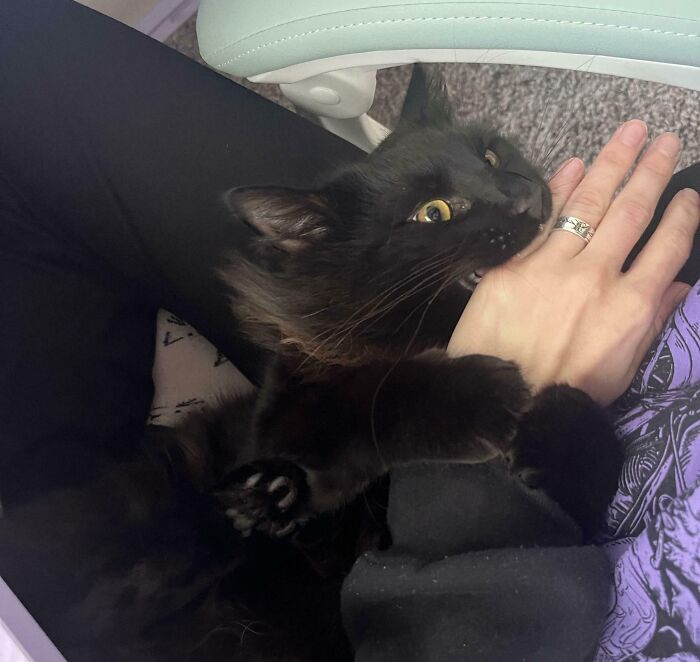 Black kitty gently biting a person's hand while lying on their lap, showcasing adorable black kitties' loving nature.