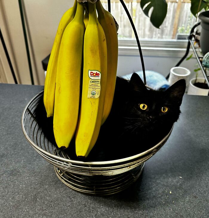 Black kitty with bright yellow eyes sitting in a fruit basket next to a bunch of yellow bananas on a kitchen counter.