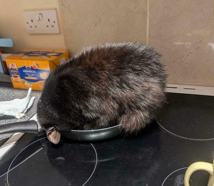 Black kitty curled up sleeping inside a small frying pan on a kitchen stove, showing adorable cozy behavior.