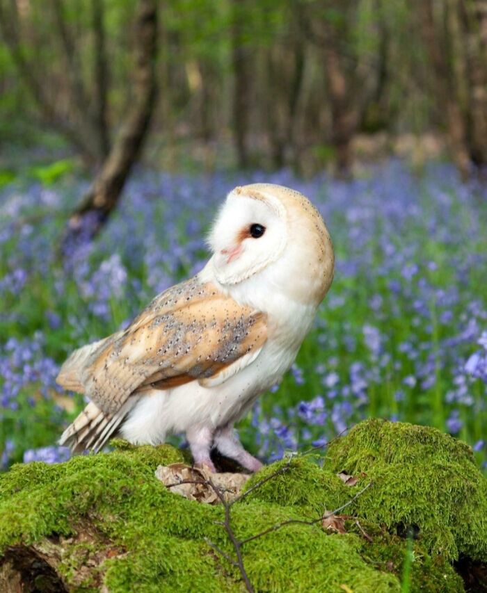 Barn owl perched on mossy ground in a forest with purple flowers, showcasing fascinating facts about animals. Barn owl perched on mossy ground in a forest with purple flowers, showcasing fascinating facts about animals.