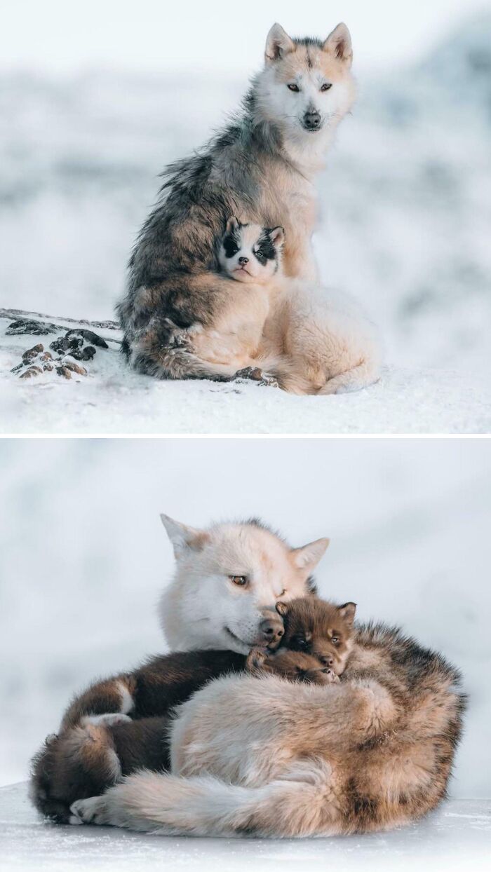 Husky dogs cuddling in snowy landscape, showcasing adorable animal moments for facts about animals you probably didn’t know Husky dogs cuddling in snowy landscape, showcasing adorable animal moments for facts about animals you probably didn’t know