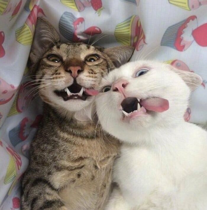 Two cats making funny faces with tongues out, showing playful expressions in a cute animal selfie moment.