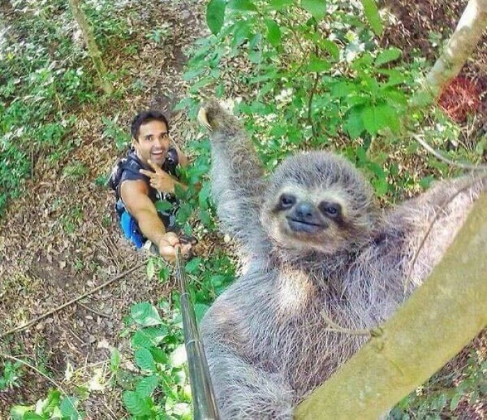 Sloth taking a selfie with a man in a forest, showing animals who can take a better selfie than you.