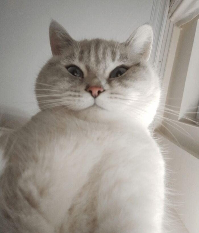 Cute fluffy cat taking a funny low-angle selfie, showcasing animals who can take a better selfie than you ever will.