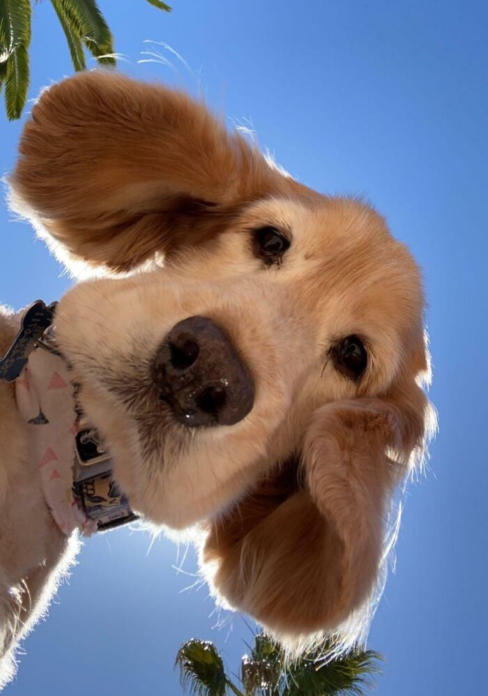 Golden retriever close-up selfie with ears flapping against a clear blue sky and palm trees in the background.