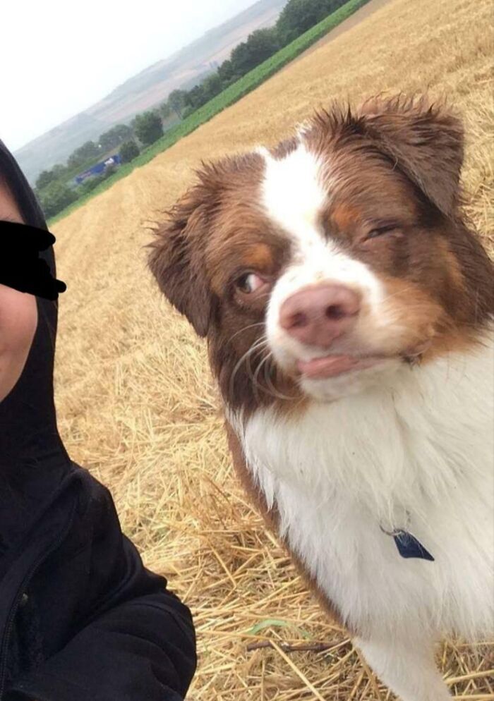 Winking dog posing outdoors in a field, showing animals who can take a better selfie than you ever will.