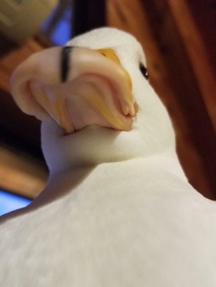 Close-up selfie of a white duck with a distorted beak showcasing animals who can take better selfies.