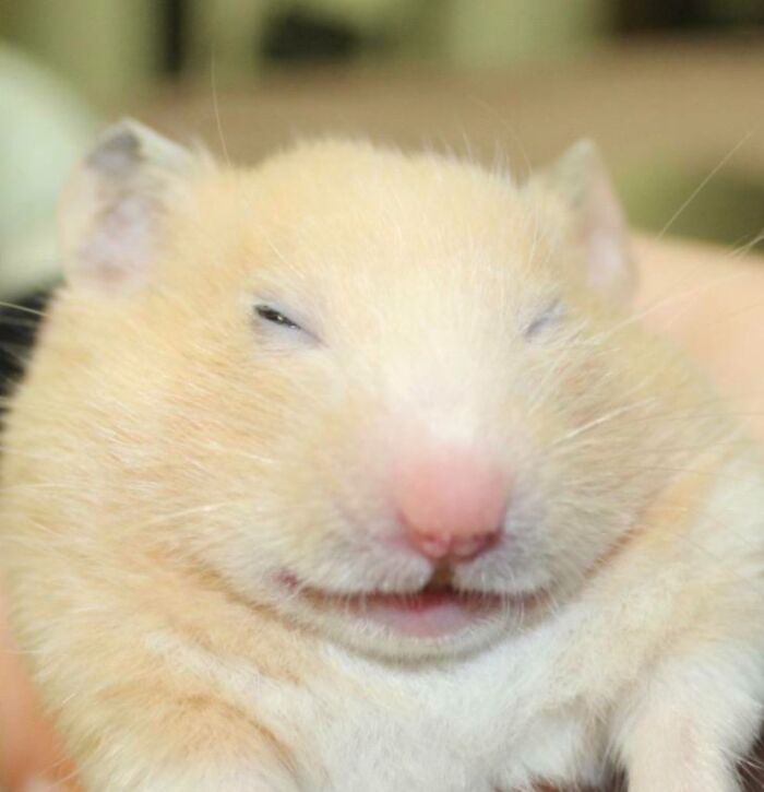 Close-up of a small fluffy animal with eyes half-closed, showcasing one of the 105 animals who can take a better selfie.