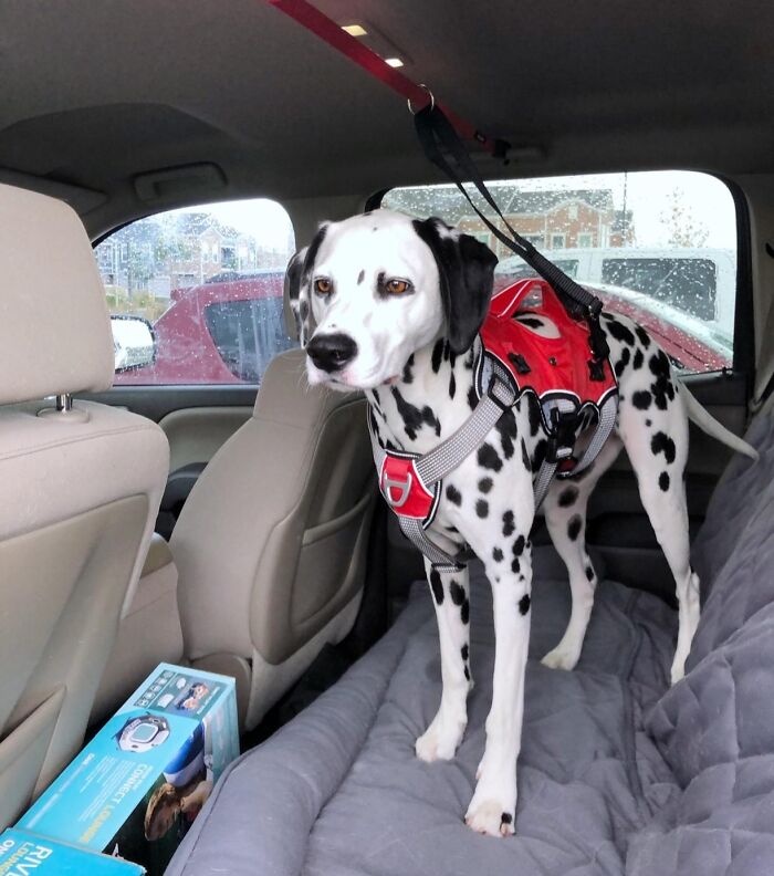  The Official Co-Pilot Application From Your Furry Friend Has Been Respectfully Denied By A Backseat Dog Restraint 