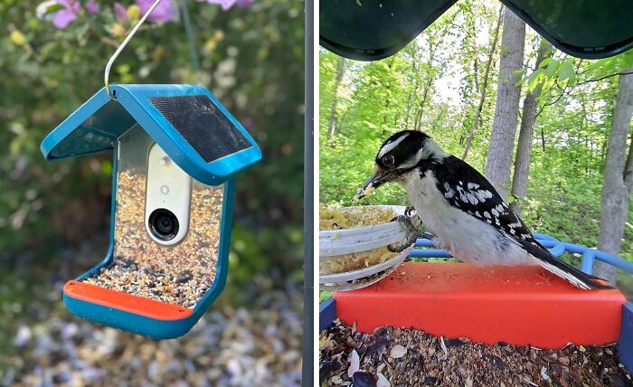 Smart bird feeder with camera capturing a woodpecker feeding, a unique gift for early holiday shopping satisfaction.