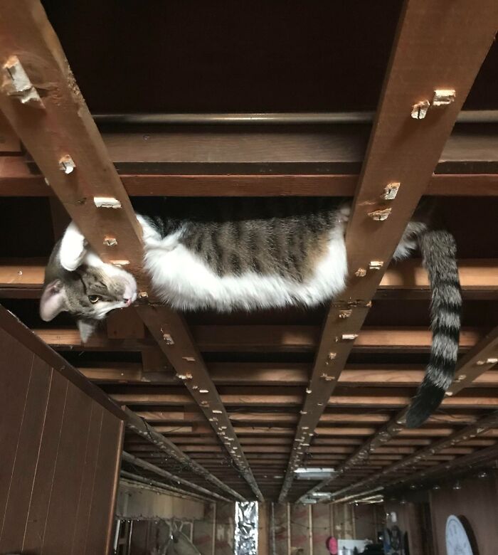 Tabby cat stuck lying awkwardly between wooden beams in basement ceiling, showcasing one of the times animals got stuck in tight spaces.