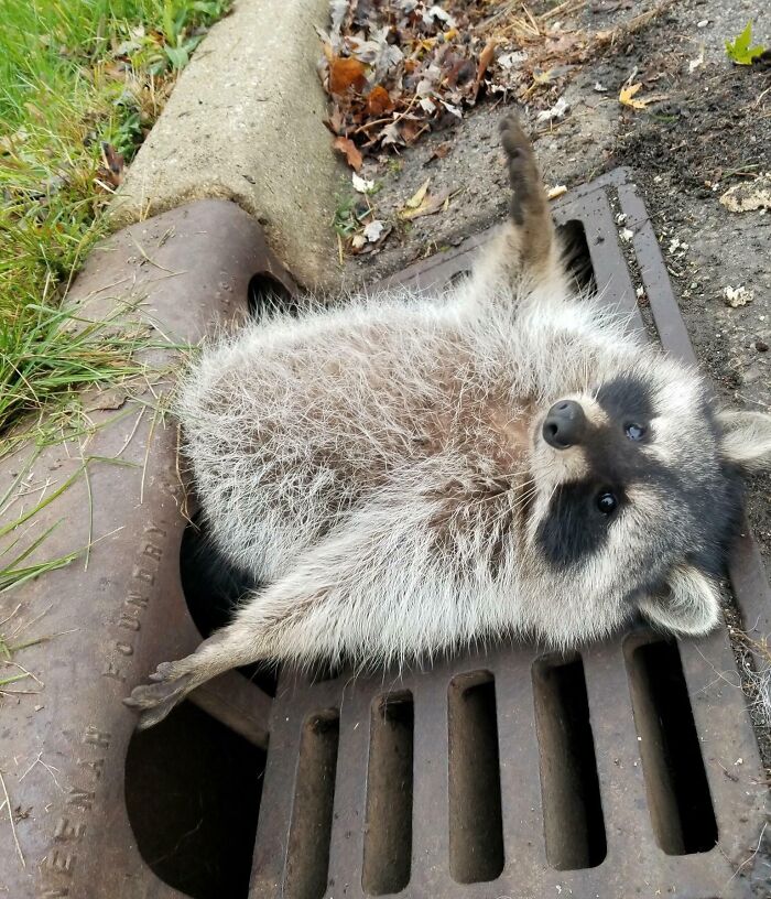 Raccoon stuck halfway inside a metal grate drain, showing an unusual animal stuck moment outdoors near grass and leaves.