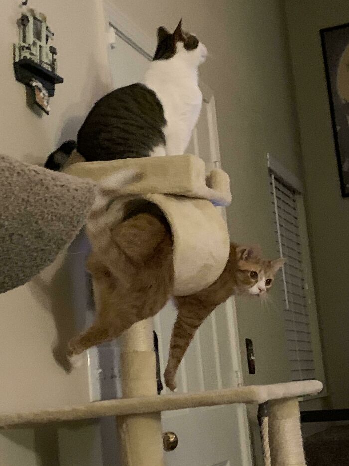 Two cats stuck in a cat tree, with one cat hanging awkwardly through a small opening in the structure.