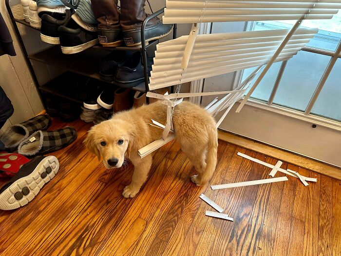 Golden retriever puppy stuck in window blinds, surrounded by shoes on wooden floor, showing curious animal stuck moment.