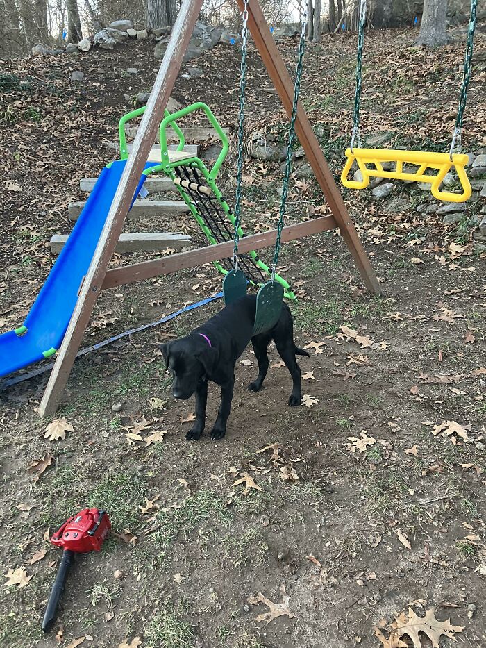 Black dog stuck between two swings on a backyard playground, surrounded by fallen leaves and playground equipment.