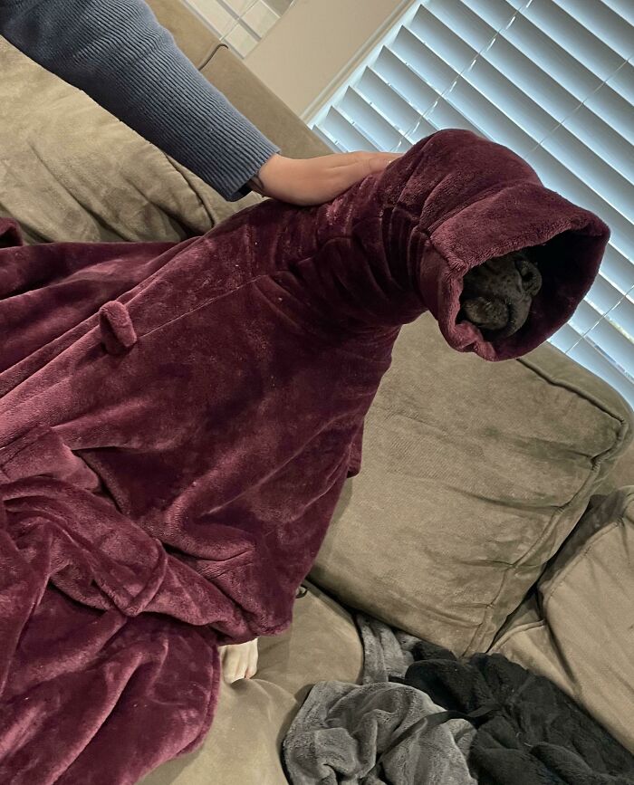 Dog stuck in oversized burgundy hoodie on a couch with owner’s hand gently resting on its back, curious how it got stuck.