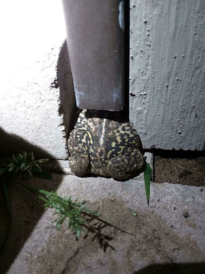 Toad stuck under a narrow space between a wall and a metal pole, showing an unusual animal stuck moment.