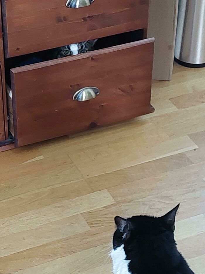 Two cats in a room, one stuck partially inside a wooden drawer while the other watches on a wooden floor.