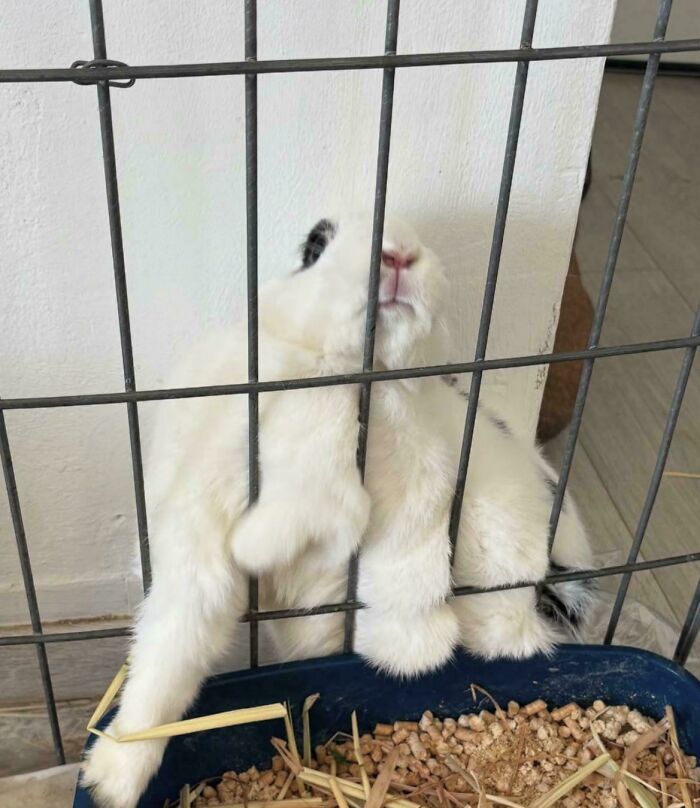 White rabbit stuck between metal bars of a cage with paws and head trapped, showing animals stuck in unusual places.