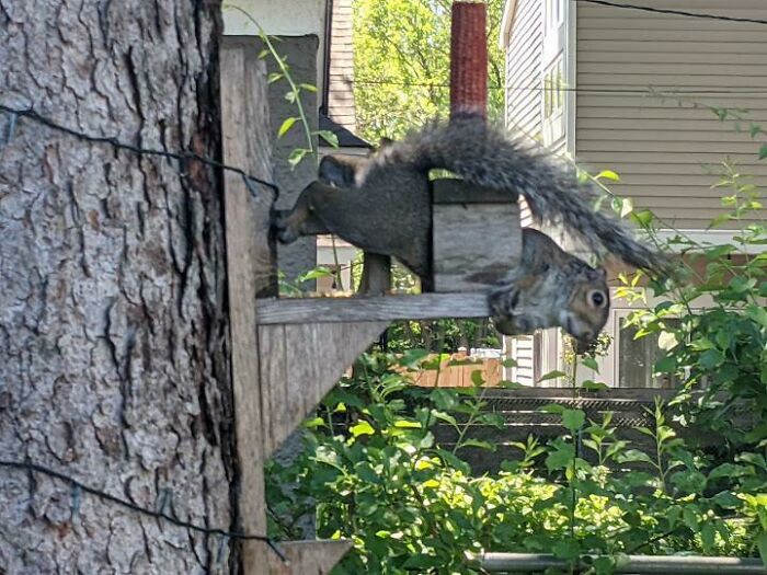 Squirrel stuck in a wooden bird feeder, struggling to get out in a backyard with trees and houses visible.