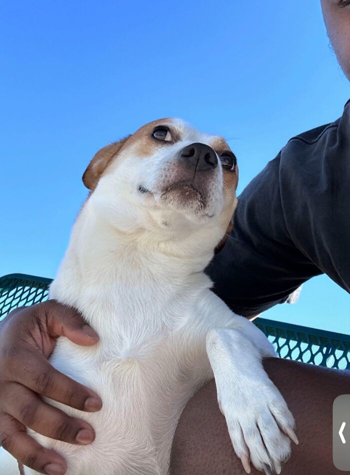 Awkward photo of a small dog looking unsure while being held by its owner outdoors under clear blue sky.