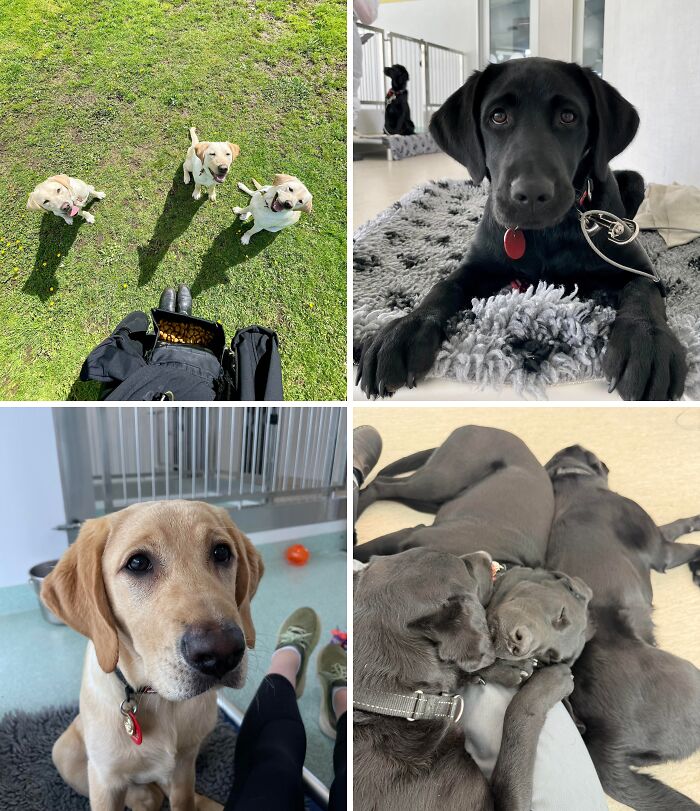 Collage of dogs showcasing moments of dreams turned into reality and inspiring the internet with their joyful expressions.