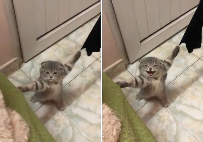 Gray kitten stuck holding a black sock with front paws on a tiled floor, showing confused and playful expressions.
