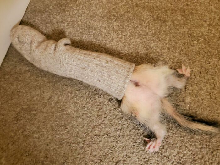 Small animal stuck inside a wool sock on a carpeted floor, showcasing one of the funny animal stuck moments.