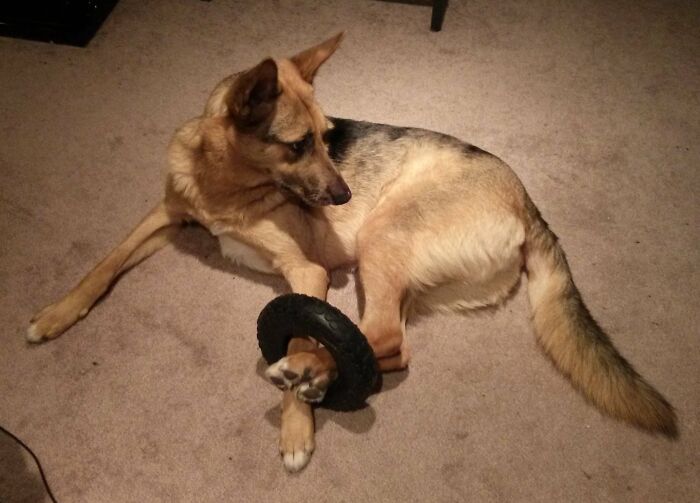 German Shepherd dog stuck with a rubber toy around its front legs on carpeted floor in a home setting.