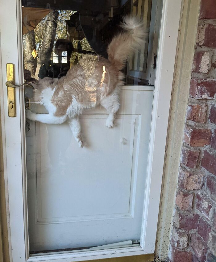 Cat stuck halfway through a glass door, showcasing one of many times animals got stuck in unusual places.