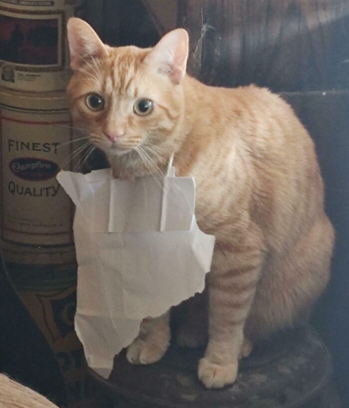 Orange tabby cat stuck with a torn paper bag around its neck, illustrating animals getting stuck unexpectedly.