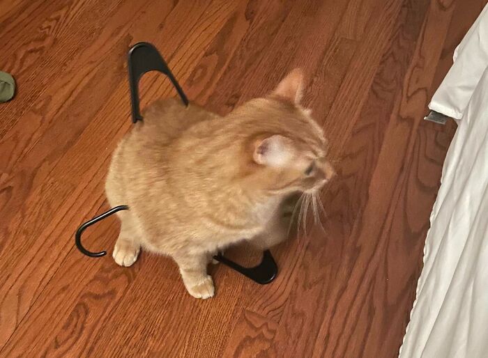 Orange cat stuck inside a black clothes hanger on wooden floor, showing a typical funny animal stuck situation.
