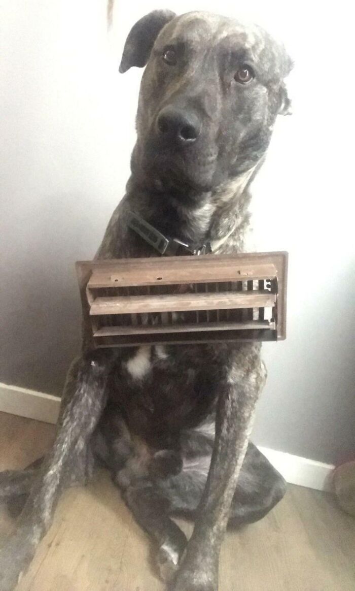 Large brindle dog stuck with a wooden vent piece around its neck, showcasing animals stuck in unusual situations.