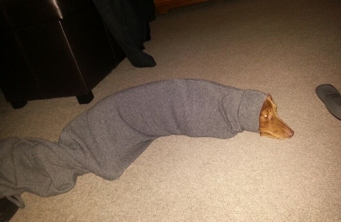 Dog stuck inside a long gray sweater sleeve lying on carpet, demonstrating one of the times animals got stuck humorously.