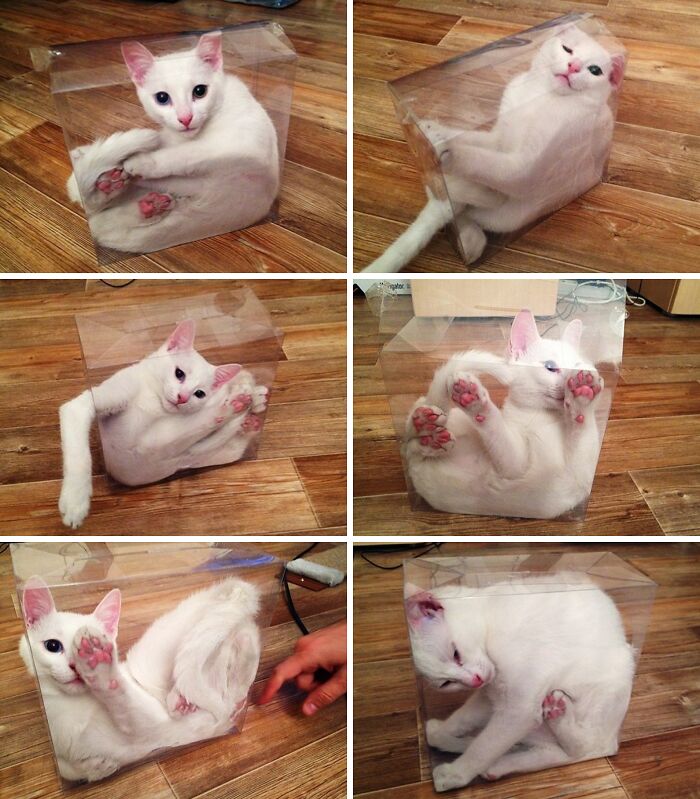 White cat stuck in a transparent plastic box on wooden floor, showing curious and playful behavior in multiple poses.