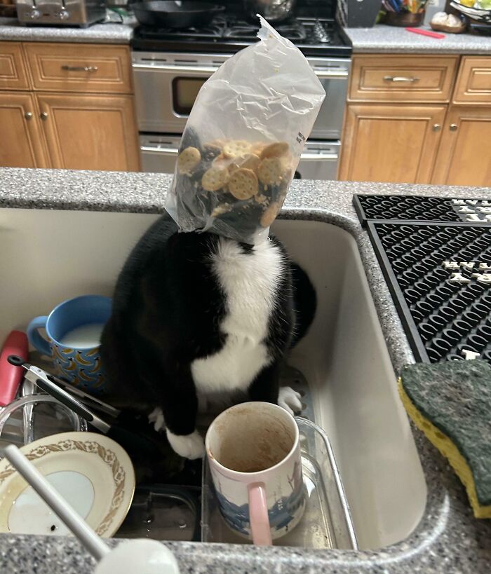 Black and white cat stuck with a snack bag on its head in a kitchen sink, showcasing animals stuck in funny situations.