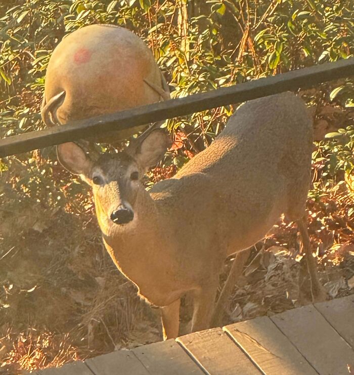 Deer stuck under a low fence in a backyard, captured in golden sunlight among dried leaves and outdoor debris.
