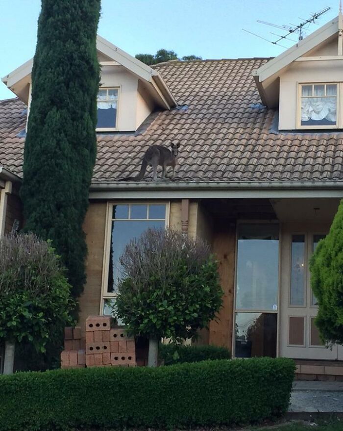 Kangaroo stuck on the tiled roof of a suburban house surrounded by trees and bushes in a residential area.