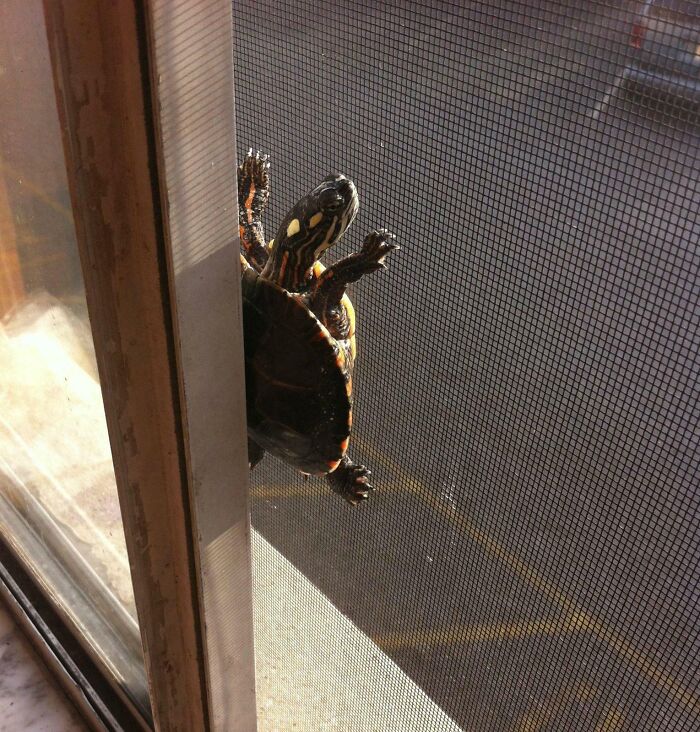 Turtle stuck on a window screen with its legs spread out, illustrating animals getting stuck in unusual places.
