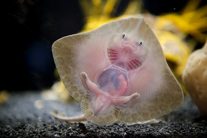 Close-up of a translucent baby stingray underwater, showcasing unique details in a stunning wildlife photo.