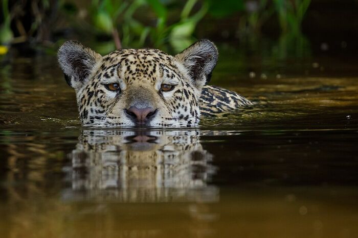 Jaguar swimming in water with reflection, one of the stunning wildlife photos shared by Wikimedia Commons users.