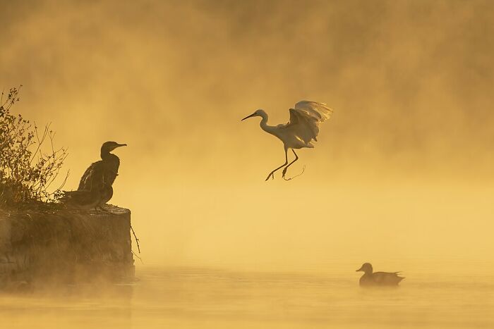Two birds at dawn with one landing on water and misty golden light in a stunning wildlife photo from Wikimedia Commons users.